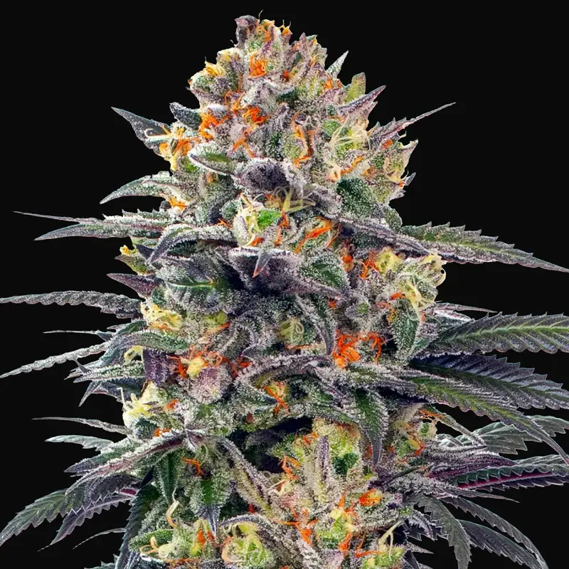 Jealous Mary Auto