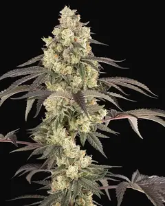 Jealousy Glaze Feminized