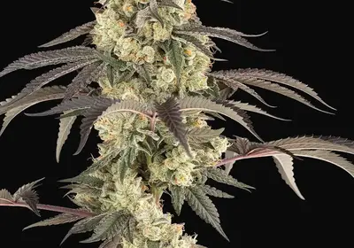 Jealousy Glaze Feminized