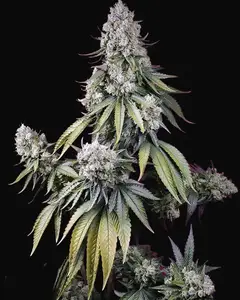 Jealousy Z XL Auto