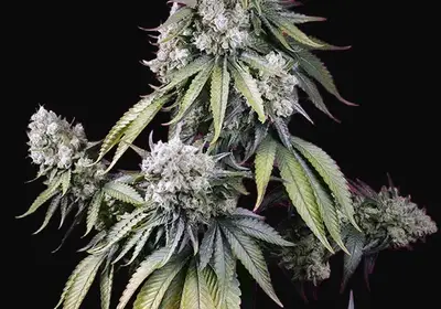 Jealousy Z XL Auto