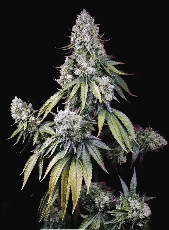 Jealousy Z XL Auto