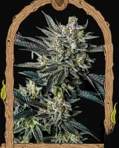 Jelly Bananen Auto