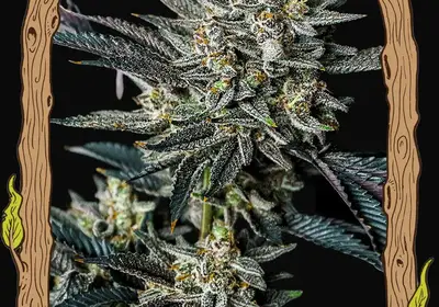Jelly Bananen Auto