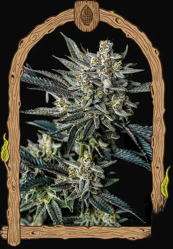 Jelly Bananen Auto