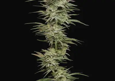 Jelly Donutz Auto