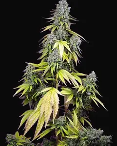 Jet Fuel Mandarine XL Auto