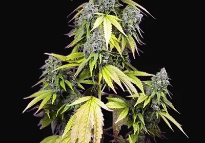 Jet Fuel Mandarine XL Auto