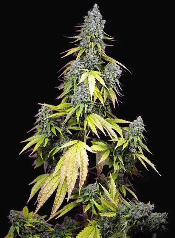 Jet Fuel Mandarine XL Auto