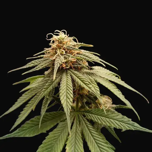 Joanne's CBD — zdjęcie 5