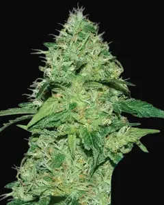 Joanne's CBD