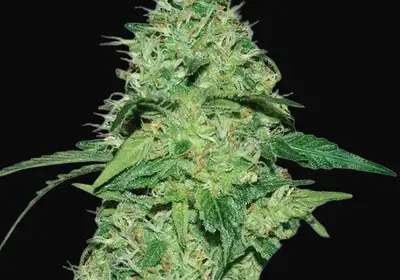 Joanne's CBD