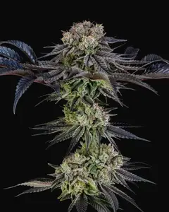 Julian Marley Special