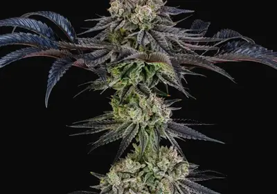 Julian Marley Special