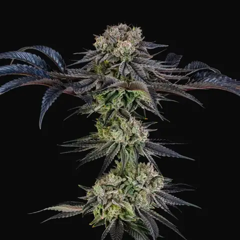 Julian Marley Special