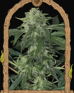 Jungle Fever Auto