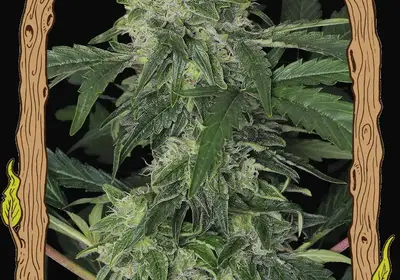 Jungle Fever Auto