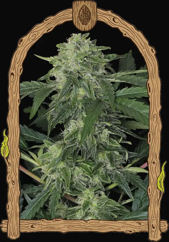 Jungle Fever Auto