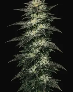 Jupiter OG Kush