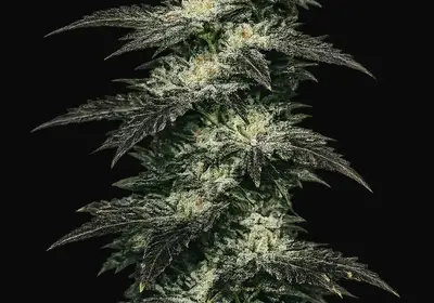 Jupiter OG Kush