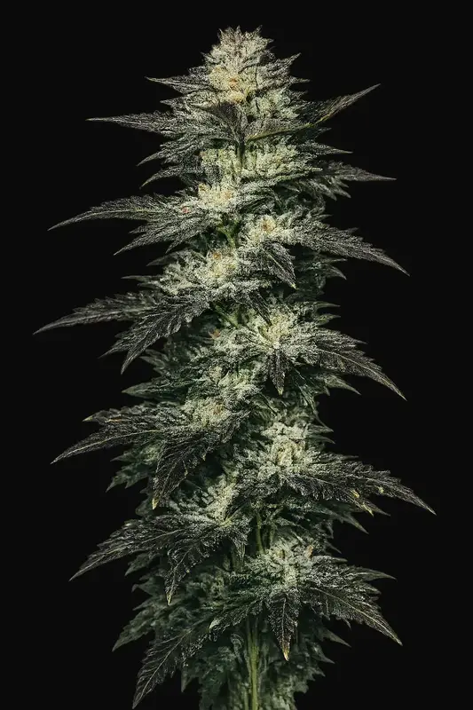 Jupiter OG Kush