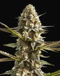 Kabrales Auto