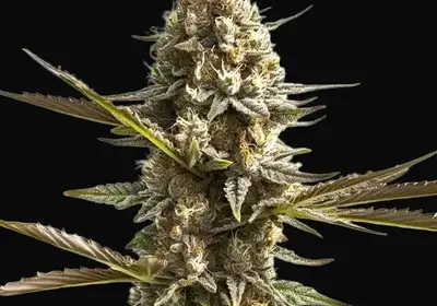 Kabrales Auto