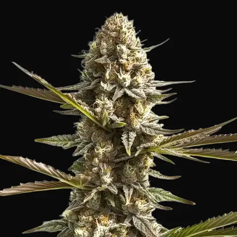 Kabrales Auto