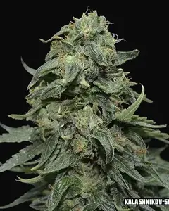 Kabul Express