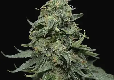 Kabul Express