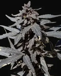 Kalash Valley Black Regular