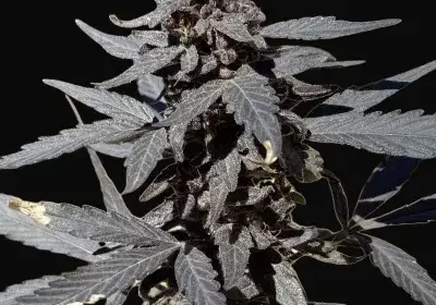 Kalash Valley Black Regular