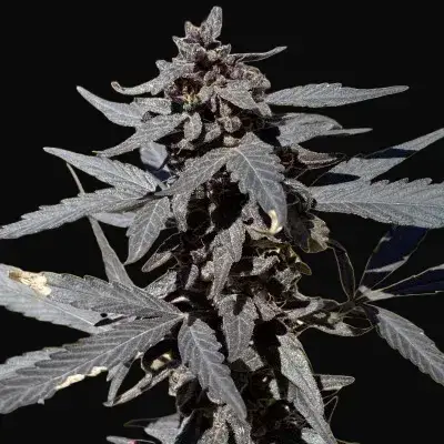 Kalash Valley Black Regular