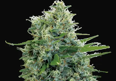 Kali Bubba