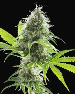 Kama Kush CBD