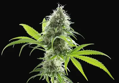 Kama Kush CBD