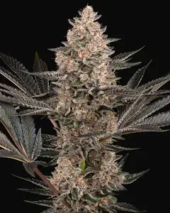 Karate Kid Feminized