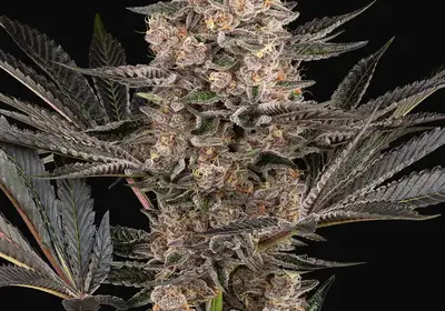 Karate Kid Feminized