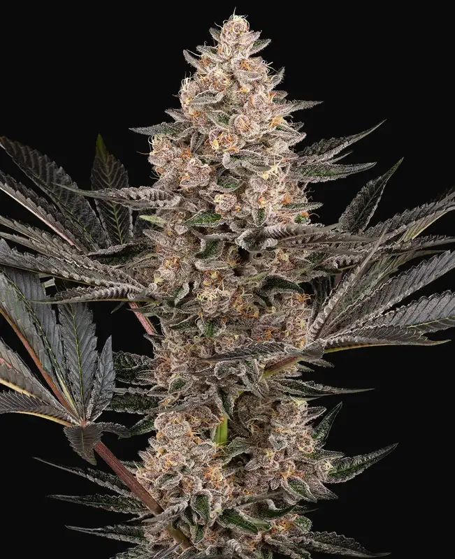 Karate Kid Feminized