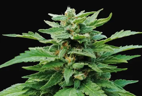 Karibbean Mango
