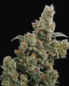 KC 36