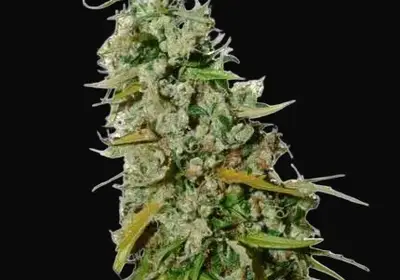 Kees' Old School Haze