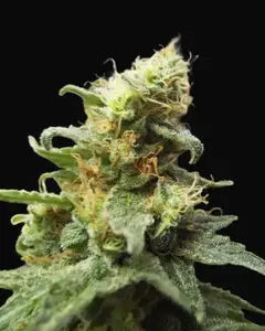 Ketama Cheese Auto