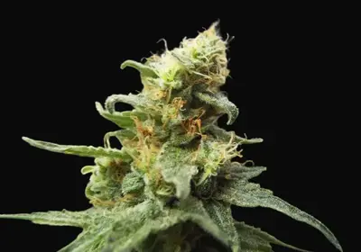 Ketama Cheese Auto
