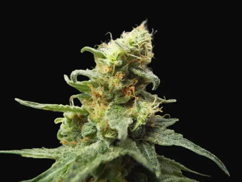 Ketama Cheese Auto