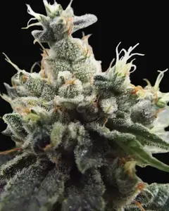Ketama Kush