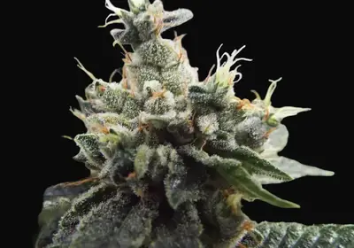 Ketama Kush