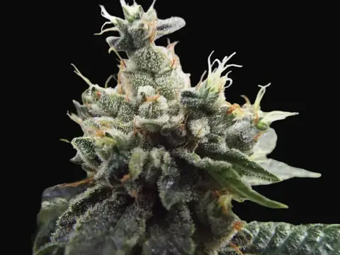 Ketama Kush