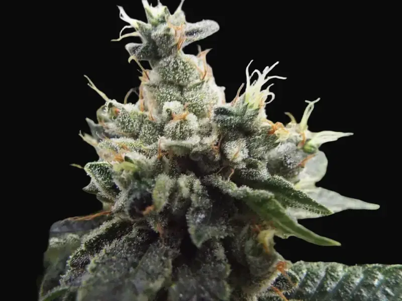 Ketama Kush