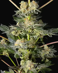 Key Lime Pie x Do-Si-Dos